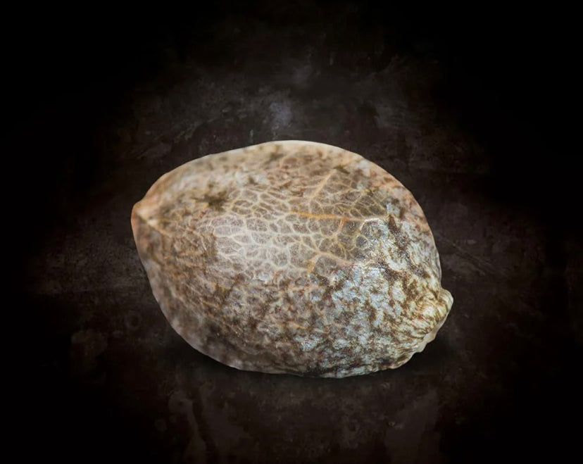 L.A. Amnesia - Paradise Seeds - Semi Di Cannabis Femminizzati