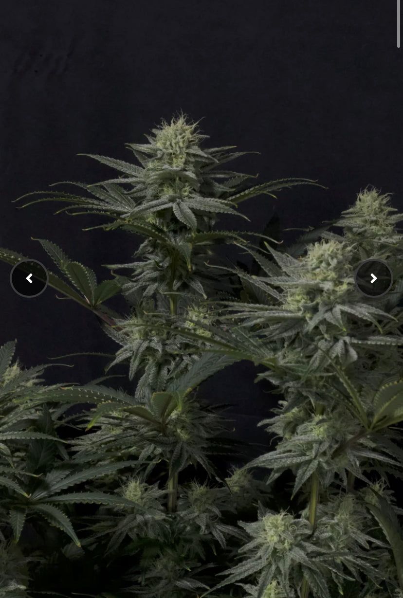Fast Bud 420 - GG4 Sherbet Fast Flowering - Semi Di Cannabis FF