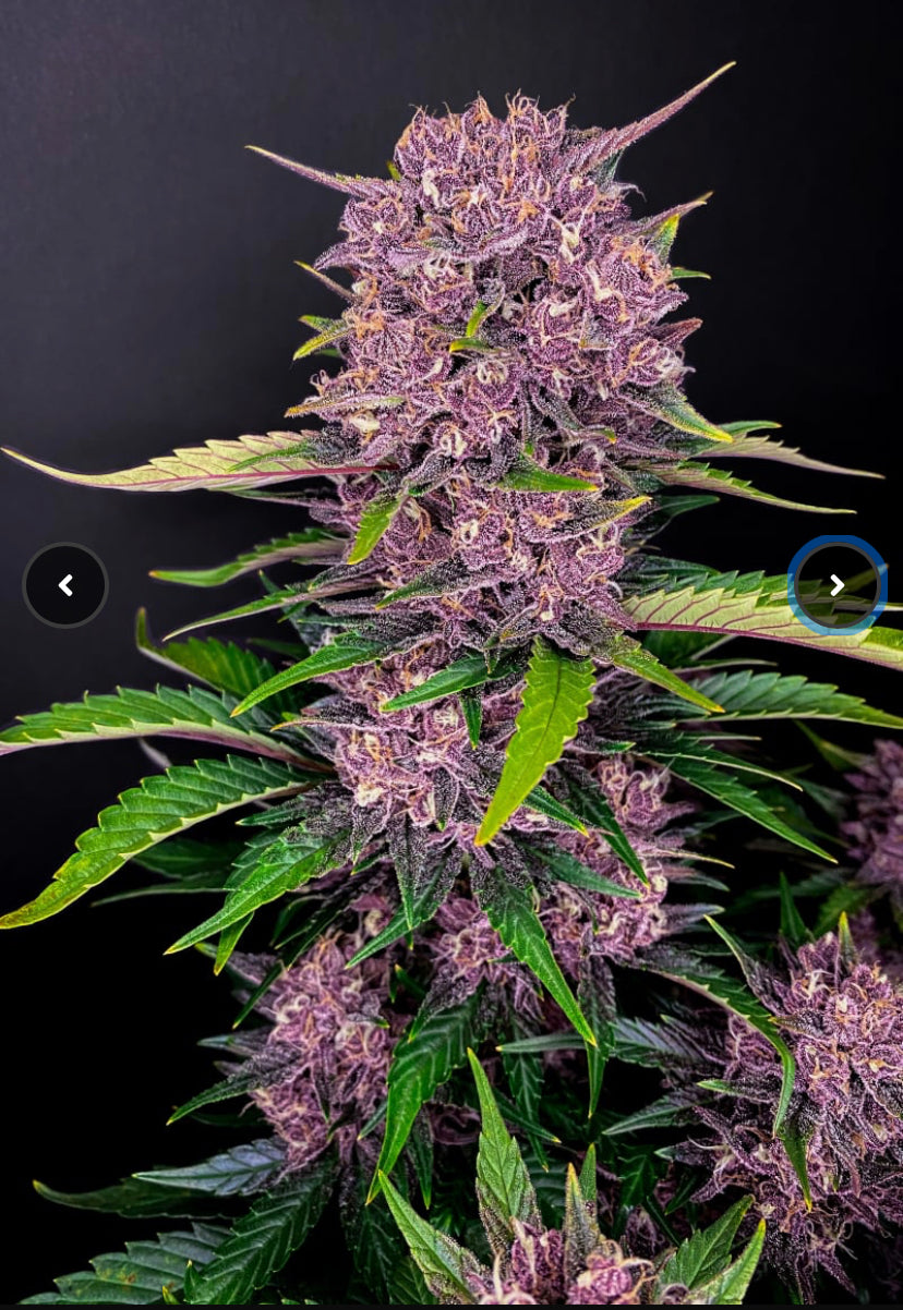 Fast Bud 420 - Purple Lemonade Auto - Semi Di Cannabis Autofiorenti