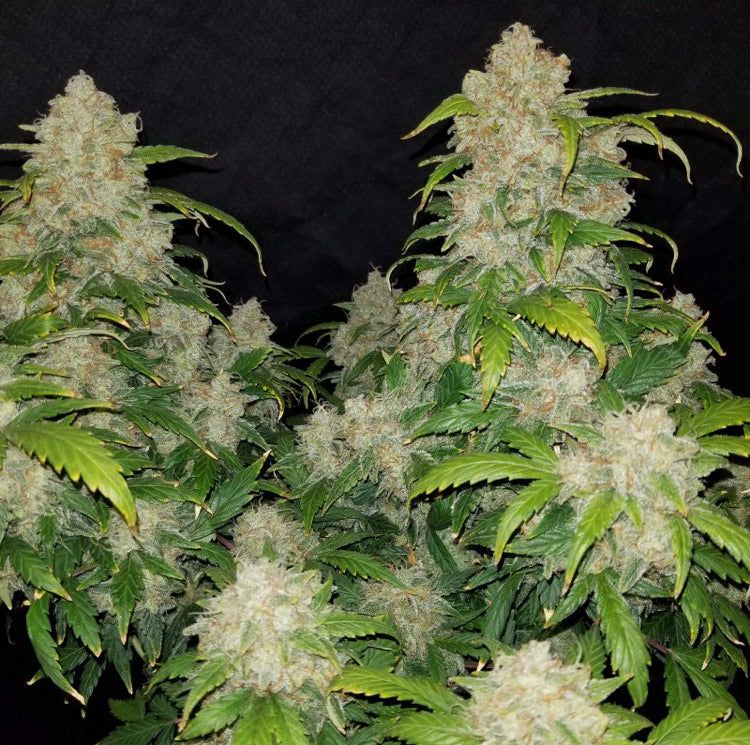 Zkittlez Auto Semi Di Cannabis Autofiorenti Online