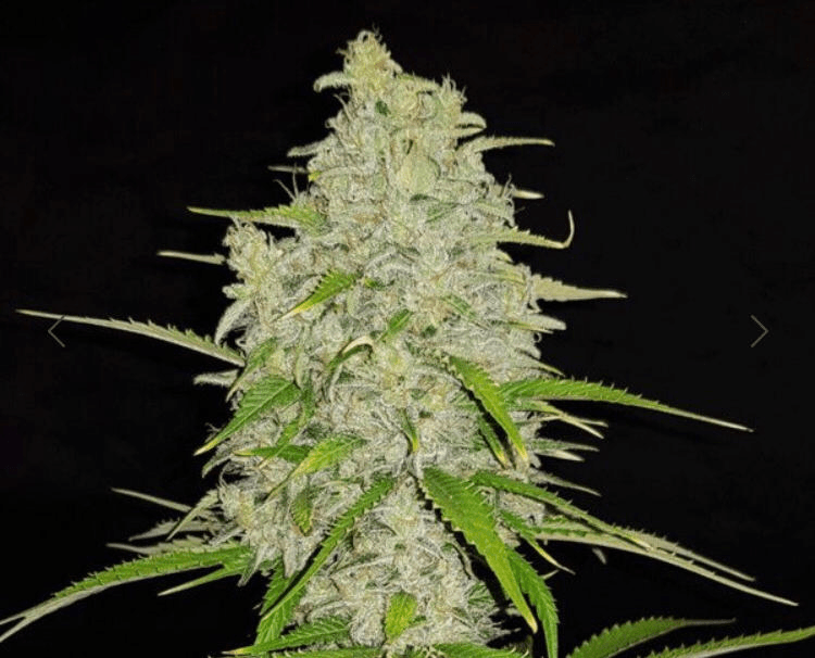 Royal Queen Seeds - Hulkberry - Semi Di Cannabis Femminizzate