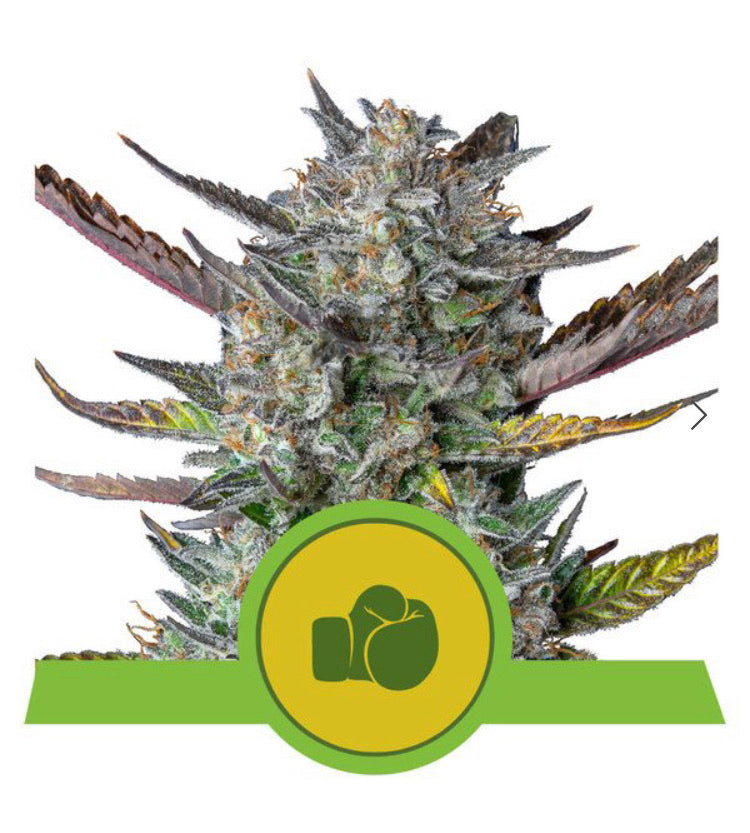 Royal Queen Seeds - Purple Punch Auto - Semi Di Cannabis Autofiorenti