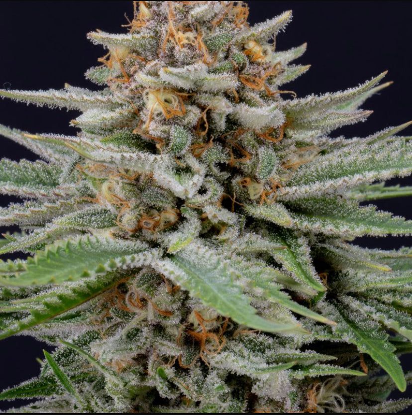 Fast Bud 420 - Strawberry Pie Auto - Semi Di Cannabis Autofiorente