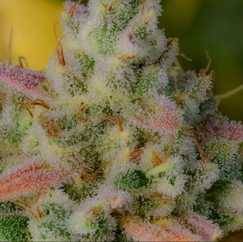 Fast Bud 420 - Gelato Auto - Semi Di Cannabis Autofiorenti