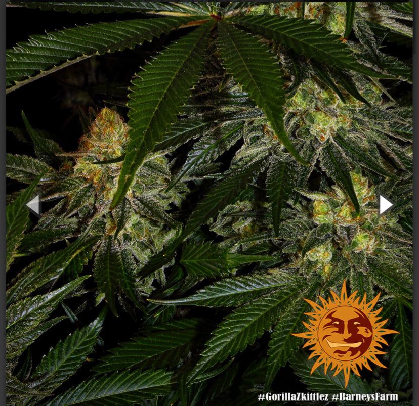 Barney’s Farm - Gorilla Zkittlez - semi di cannabis - femminizzato