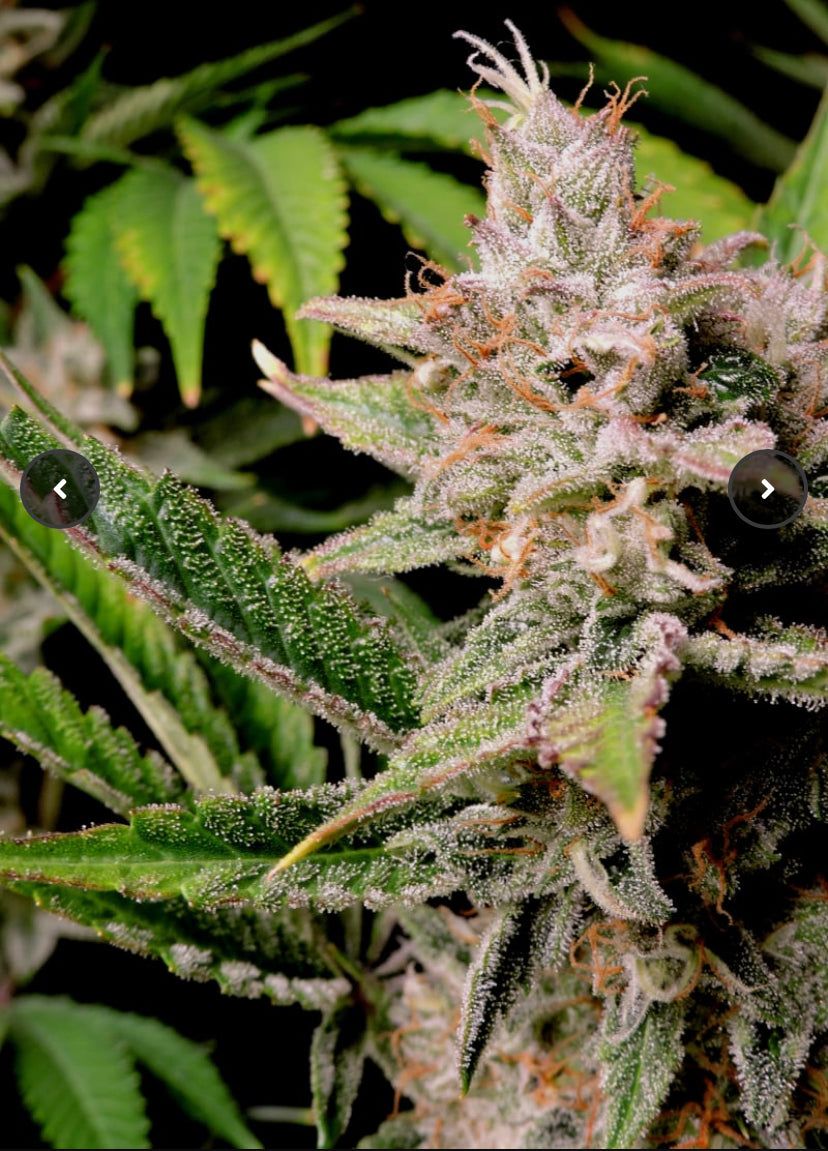 Fast Bud 420 - Cherry Cola Auto - Semi Di Cannabis Autofiorente