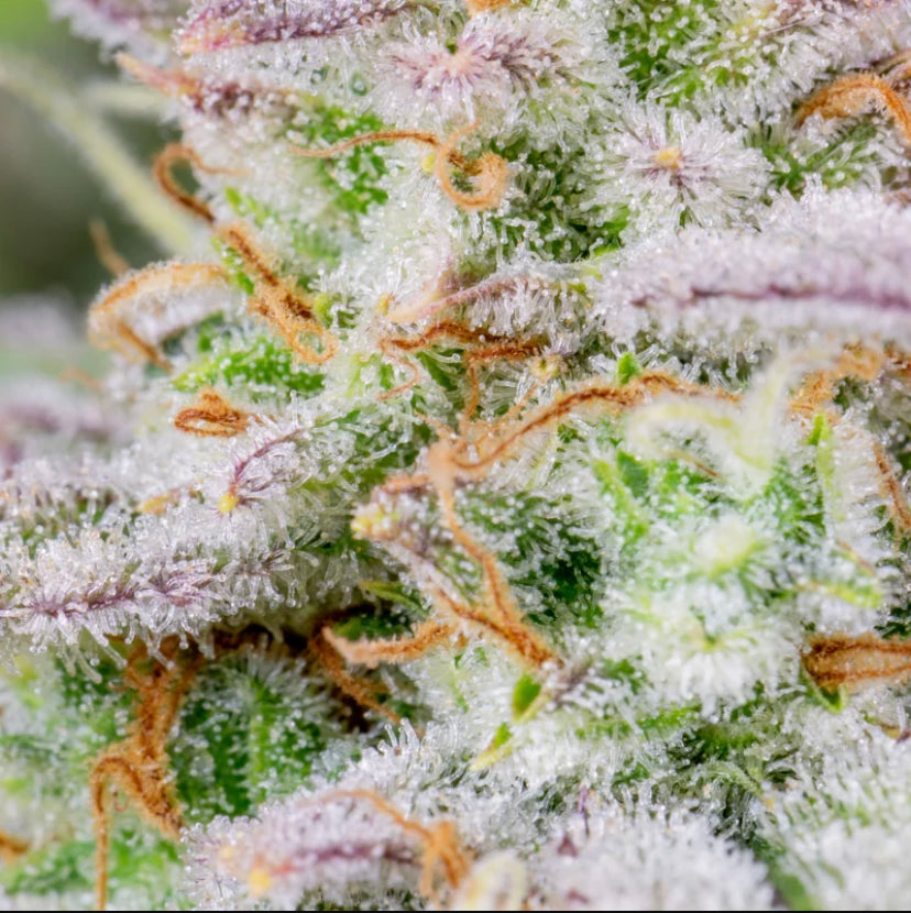 Fast Bud 420 - Forbidden Runtz Auto - Semi Di Cannabis Autofiorente