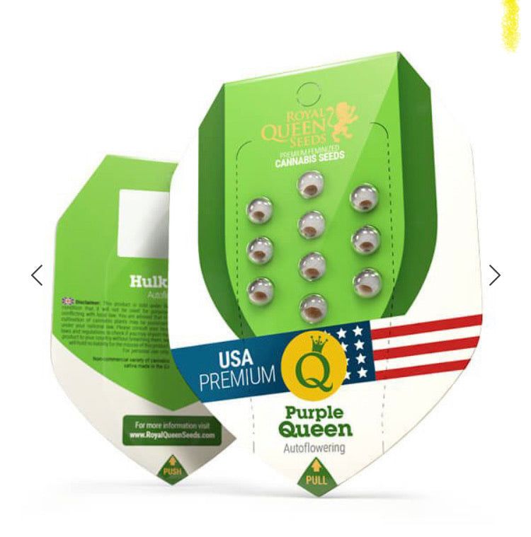 Purple Queen Auto: Semi Autofiorenti di Cannabis