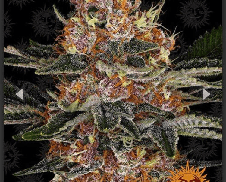 Barney's Farm - Purple Punch Auto - Semi Di Cannabis Autofiorente