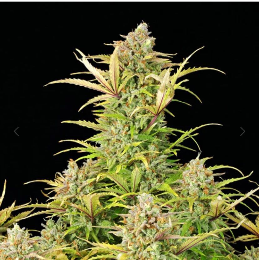 Royal Queen Seeds - Sweet Zz Auto - Semi Di Cannabis Autofiorenti