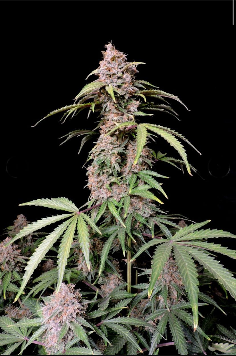 Fast Bud 420 - Amnesia Zkittlez Auto - Semi Di Cannabis Autofiorente