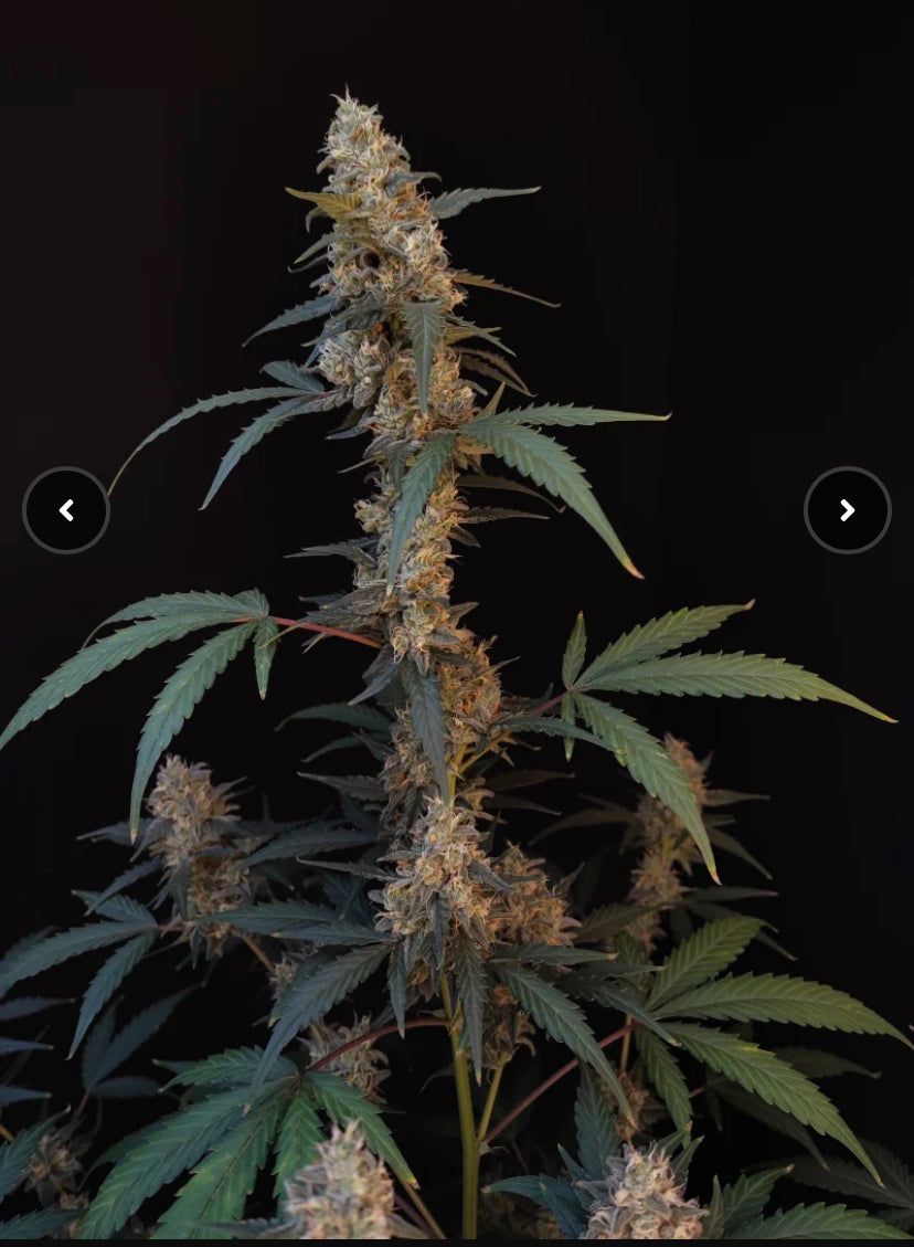 Fast Bud 420 - Bubblegum Auto - Semi Di Cannabis Autofiorenti