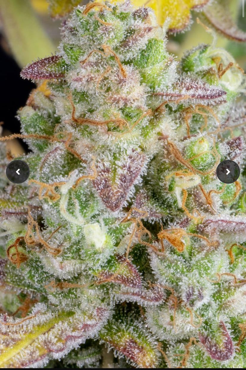 Fast Bud 420 - Wedding Cheesecake - Semi Di Cannabis Autofiorente