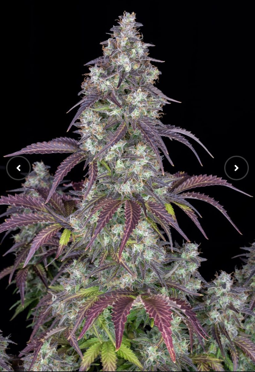 Fast Bud 420 - Lemon Pie Auto - Semi Di Cannabis Autofiorenti