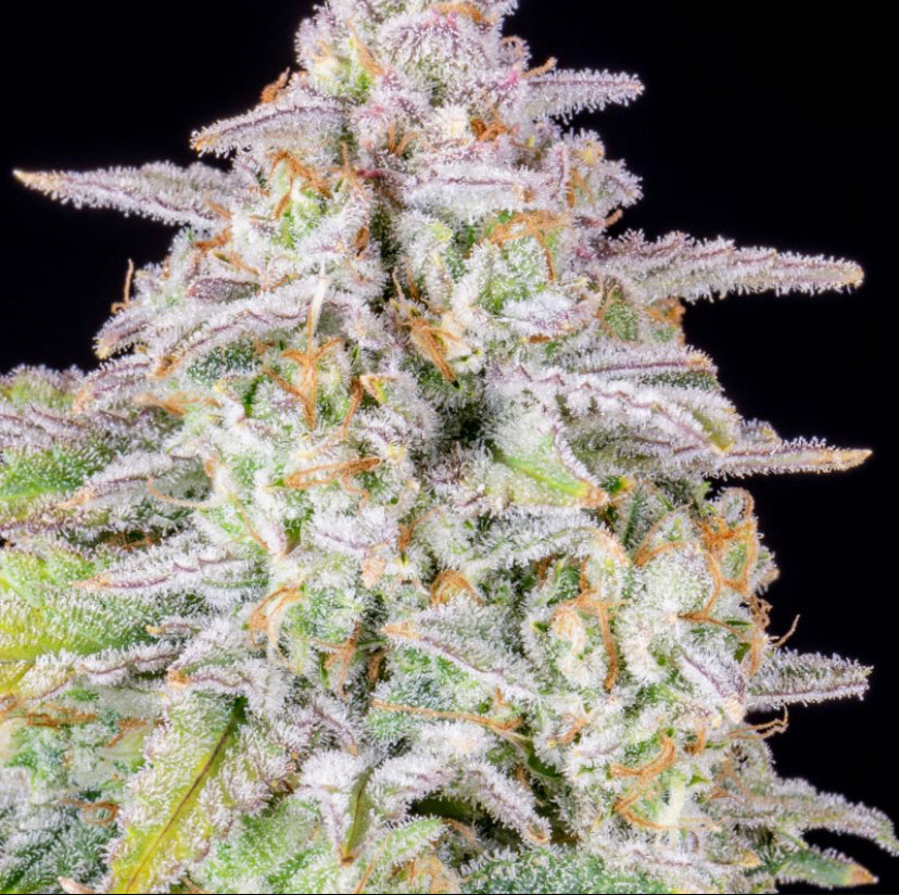 Fast Bud 420 - Forbidden Runtz Auto - Semi Di Cannabis Autofiorente