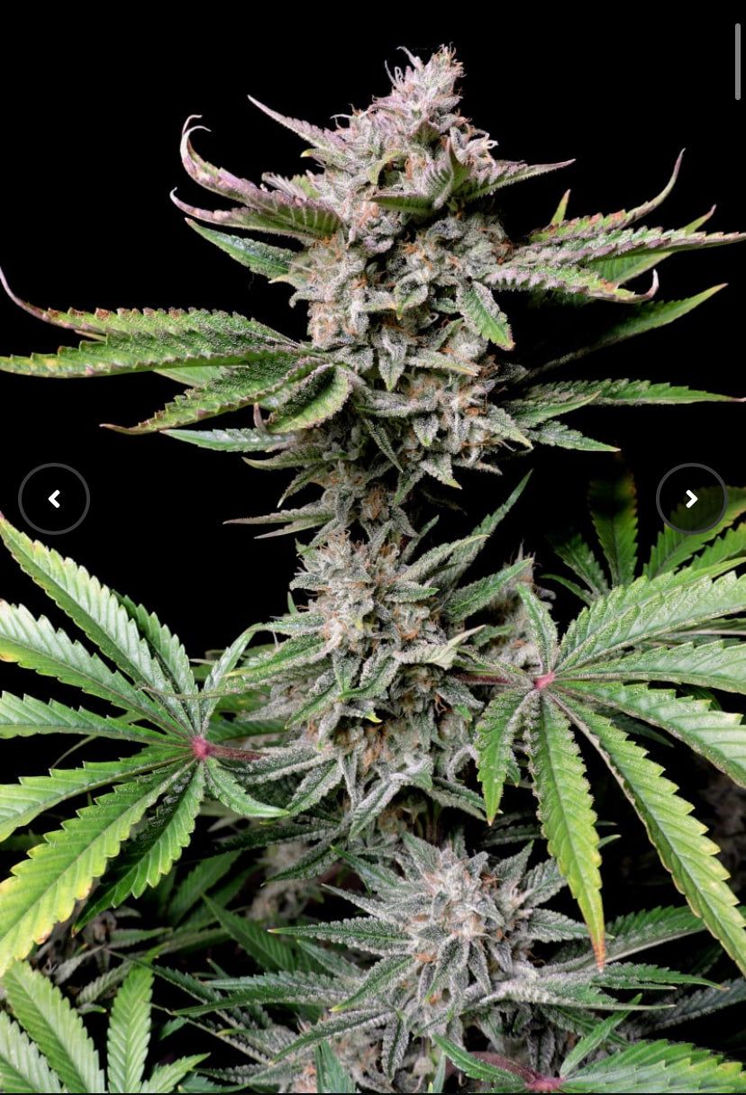 Fast Bud 420 - Cherry Cola Auto - Semi Di Cannabis Autofiorente