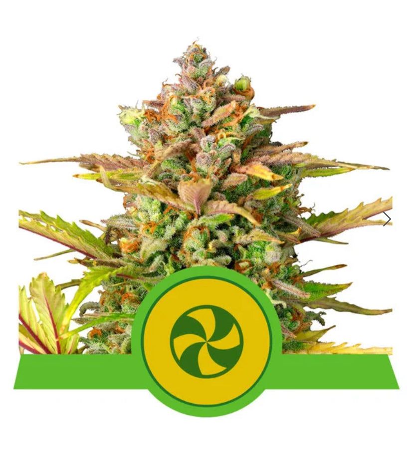 Royal Queen Seeds - Sweet Zz Auto - Semi Di Cannabis Autofiorenti