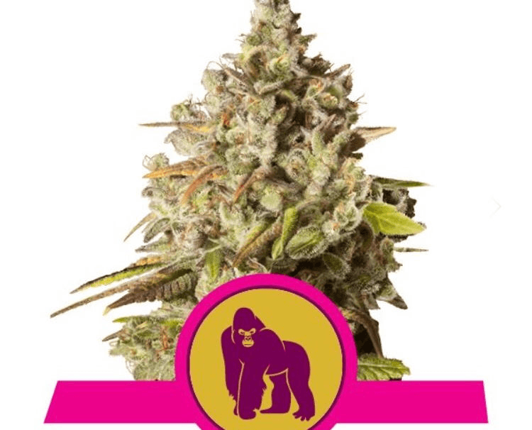 Royal Queen Seeds - Royal Gorilla - Semi Di Cannabis Fem
