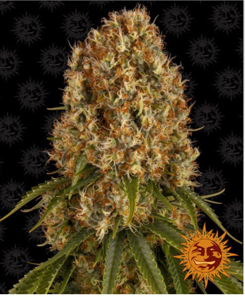 Barney's Farm - Orange Sherbert - Semi Di Cannabis Femmizizzata