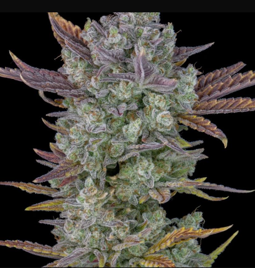 Fast Bud 420 - Gorilla Cookies Auto - Semi Di Cannabis Autofiorenti