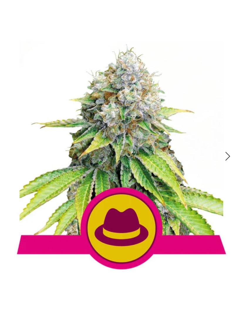 Royal Queen Seeds - O.G. Kush - Semi Di Cannabis Femminizzati