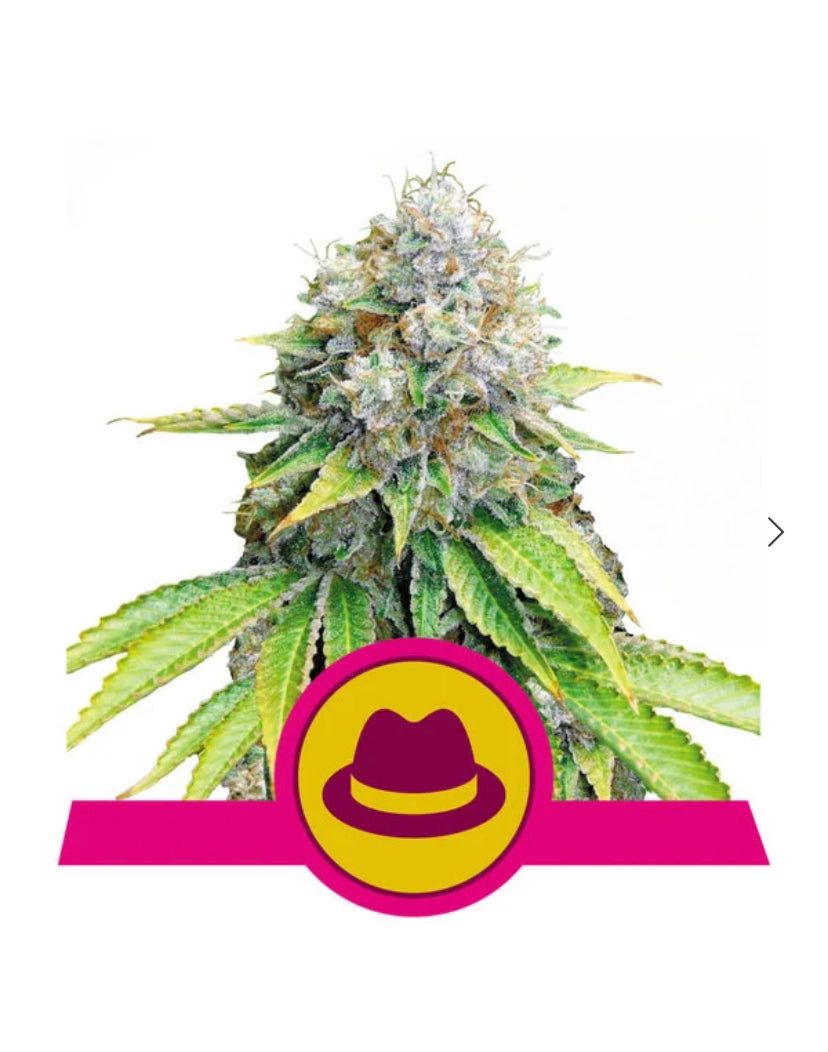 Royal Queen Seeds - O.G. Kush - Semi Di Cannabis Femminizzati