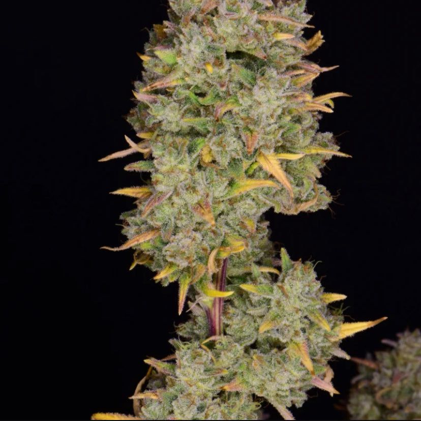 Fast Bud 420 - Gelato Auto - Semi Di Cannabis Autofiorenti