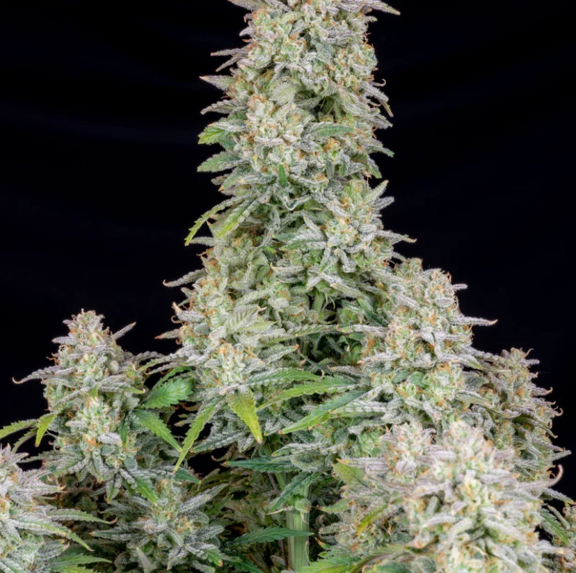 Fast Bud 420 - Forbidden Runtz Auto - Semi Di Cannabis Autofiorente
