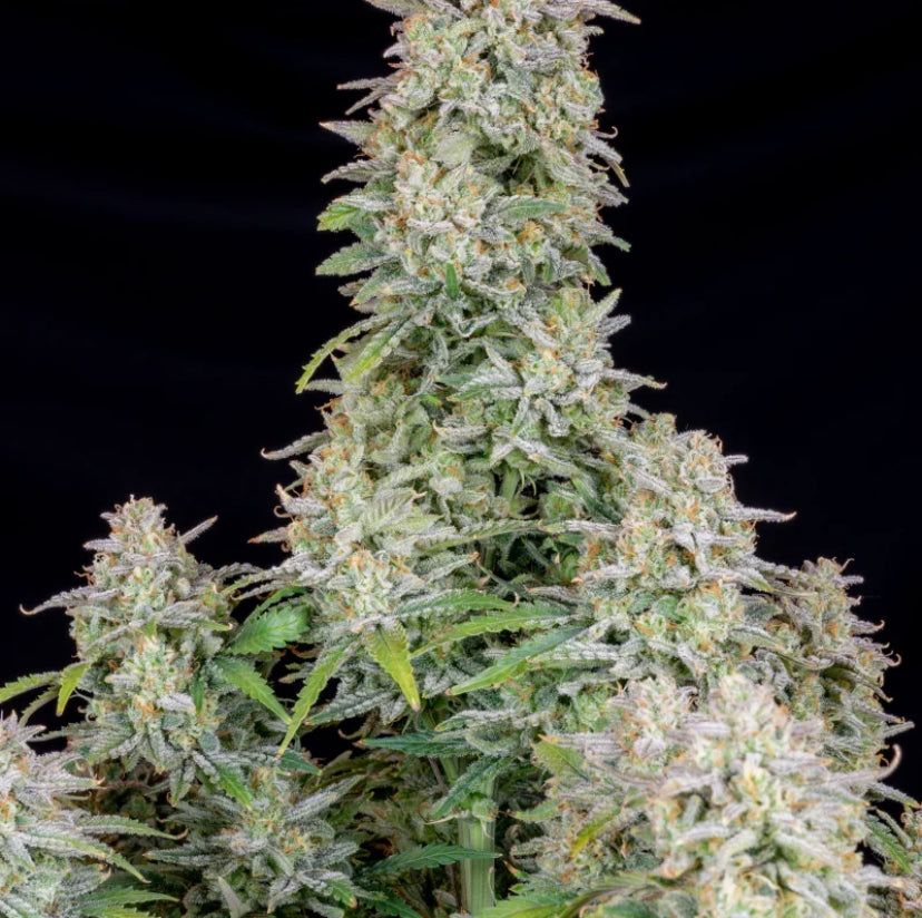 Fast Bud 420 - Forbidden Runtz Auto - Semi Di Cannabis Autofiorente