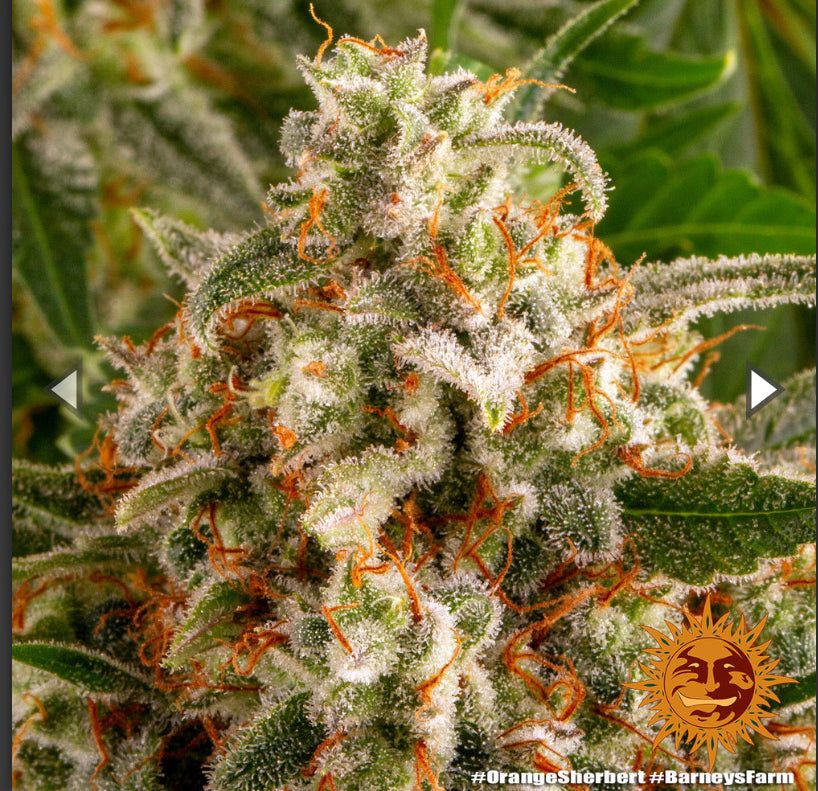 Barney's Farm - Orange Sherbert - Semi Di Cannabis Femmizizzata
