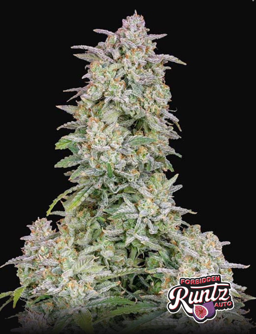 Fast Bud 420 - Forbidden Runtz Auto - Semi Di Cannabis Autofiorente