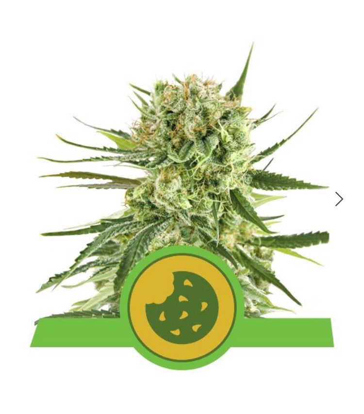 Royal Queen Seeds - Royal Cookies Auto - Semi Di Cannabis Autofiorenti