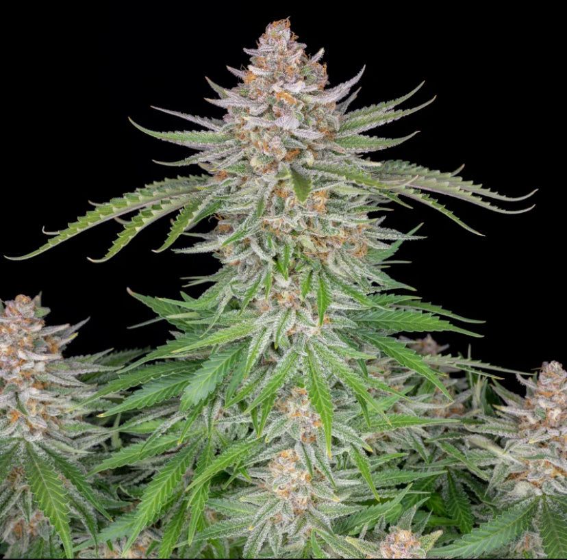 Fast Bud 420 - Strawberry Pie Auto - Semi Di Cannabis Autofiorente