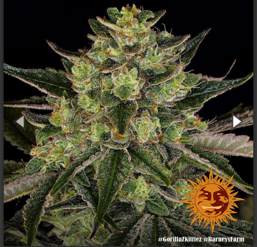 Barney’s Farm - Gorilla Zkittlez - semi di cannabis - femminizzato