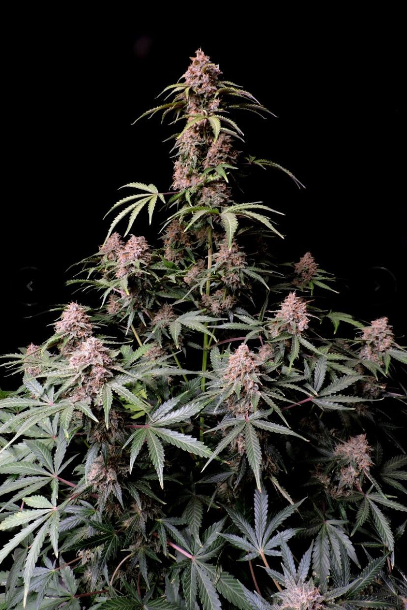 Fast Bud 420 - Amnesia Zkittlez Auto - Semi Di Cannabis Autofiorente