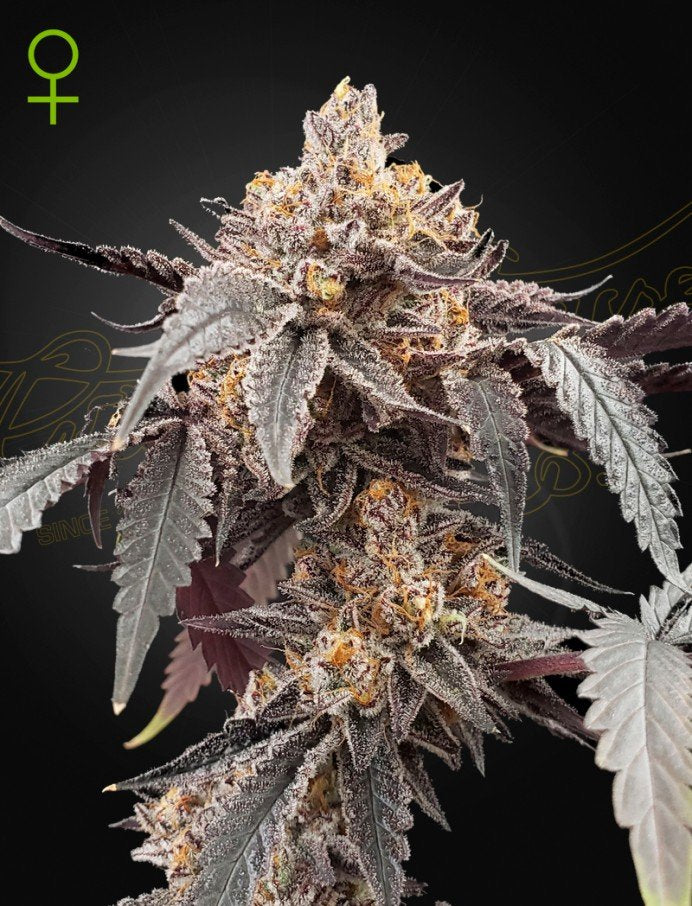 Green House Seeds - Guava x Gelato 41 - Semi Di Cannabis Auto
