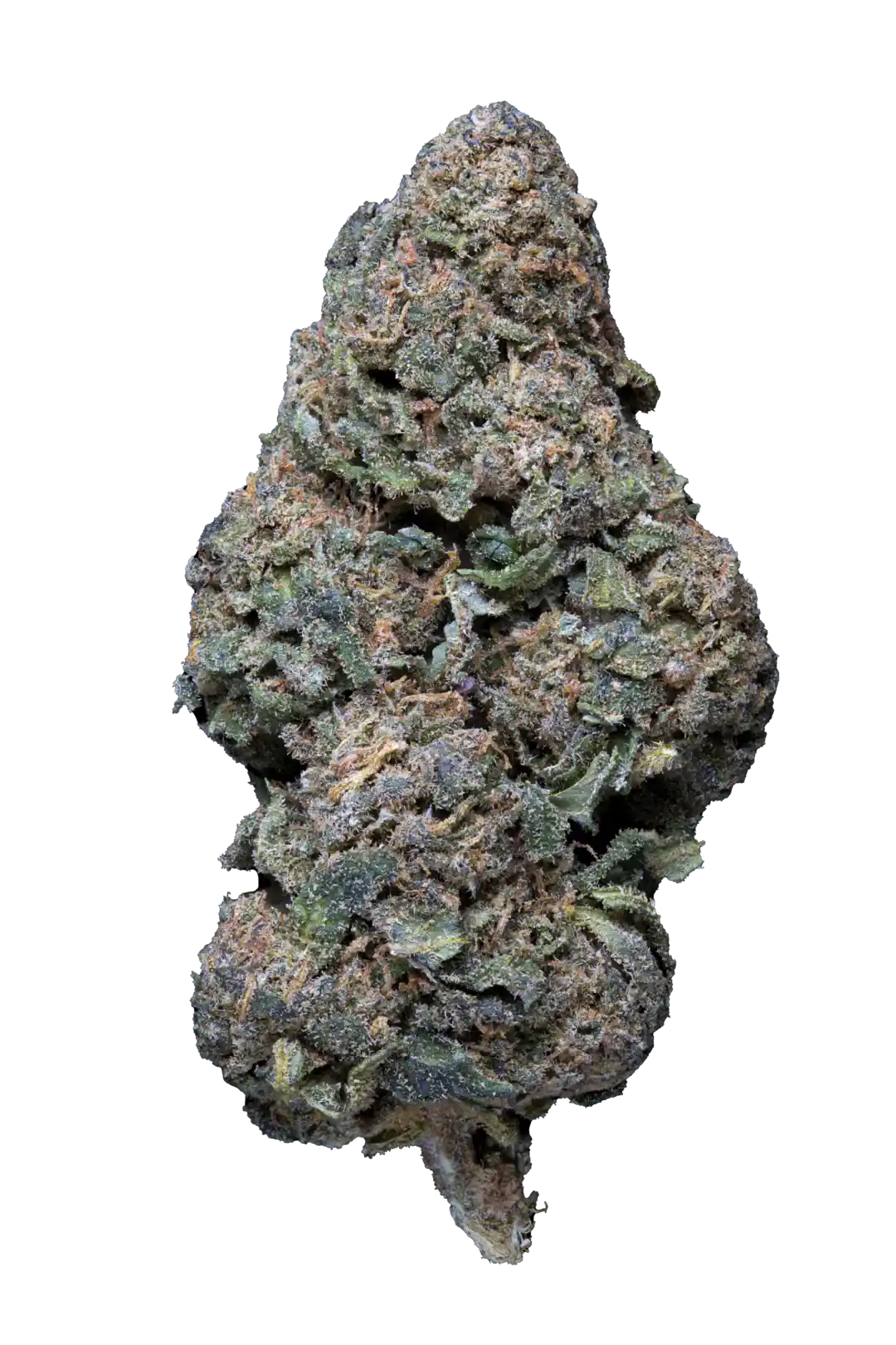 Cannabis Light - Pineapple Crunch con aroma tropicale e frizzante, infiorescenza CBD coltivata in Green House, qualità legale e naturale.