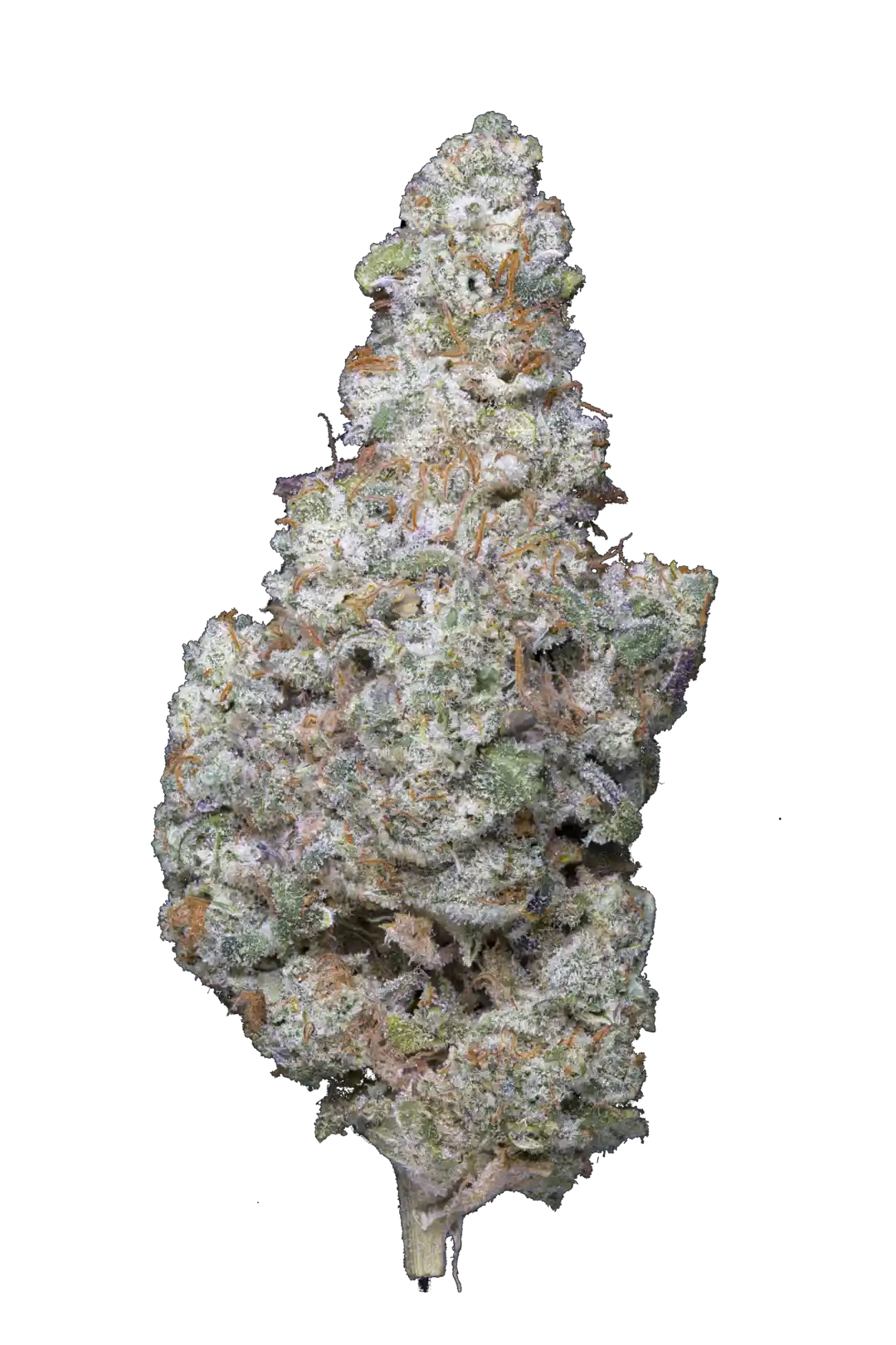 Infiorescenza G.O.A.T.ZILLA Cannabis Light CBD 18,89% indoor, compatta e resinosa, con tricomi visibili e sfumature verdi e arancioni.