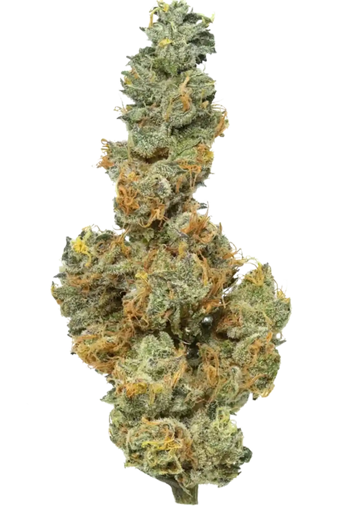 Infiorescenza Apple Sauce Indoor – Cannabis Light CBD Premium con 17,6% di CBD, coltivata indoor, aroma mela e cannella, qualità top californiana.