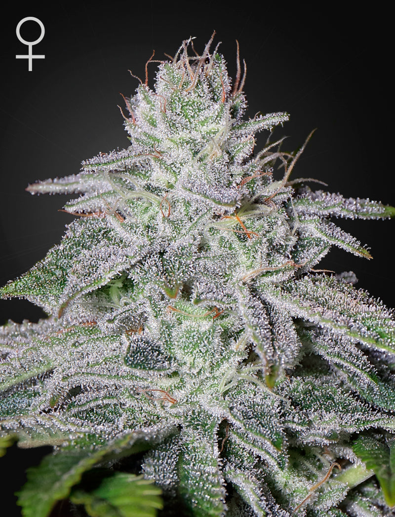 Green House Seeds - Franco's Lemon Cheese - Semi Di Cannabis Femminizzata