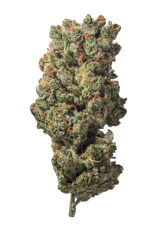 Amnesia Hy-Pro Cbd - Cannabis Light - Indoor Top Quality - Novità