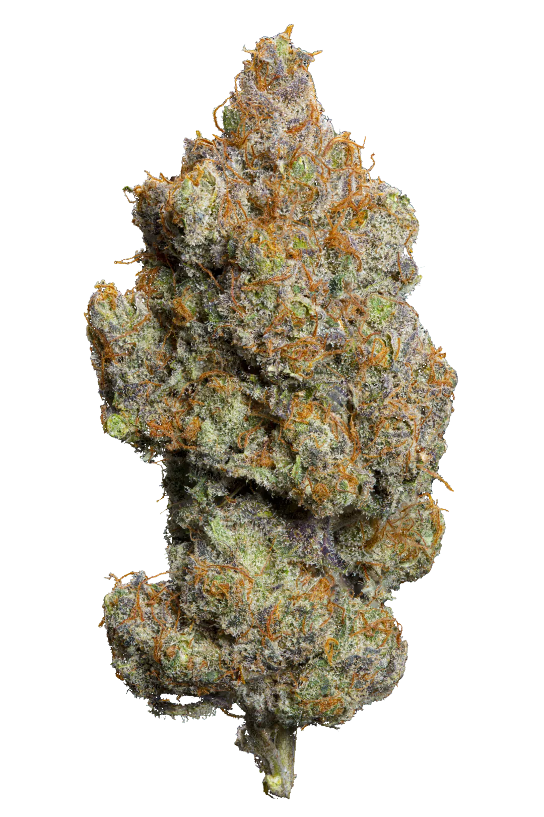 Dutch Grandma - Cannabis Light - Cbd - Indoor Top Quality - Novita'