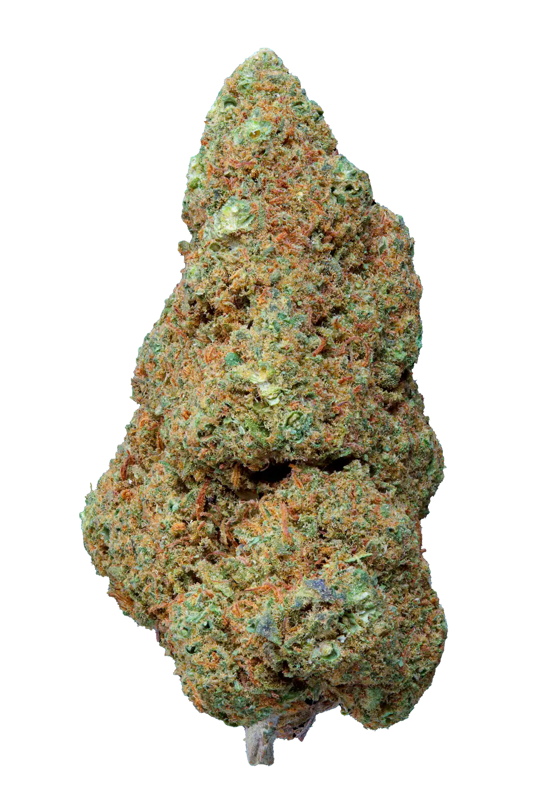 Gorilla Mandarine - Cbd- Cannabis Light - Greenhouse - Novità