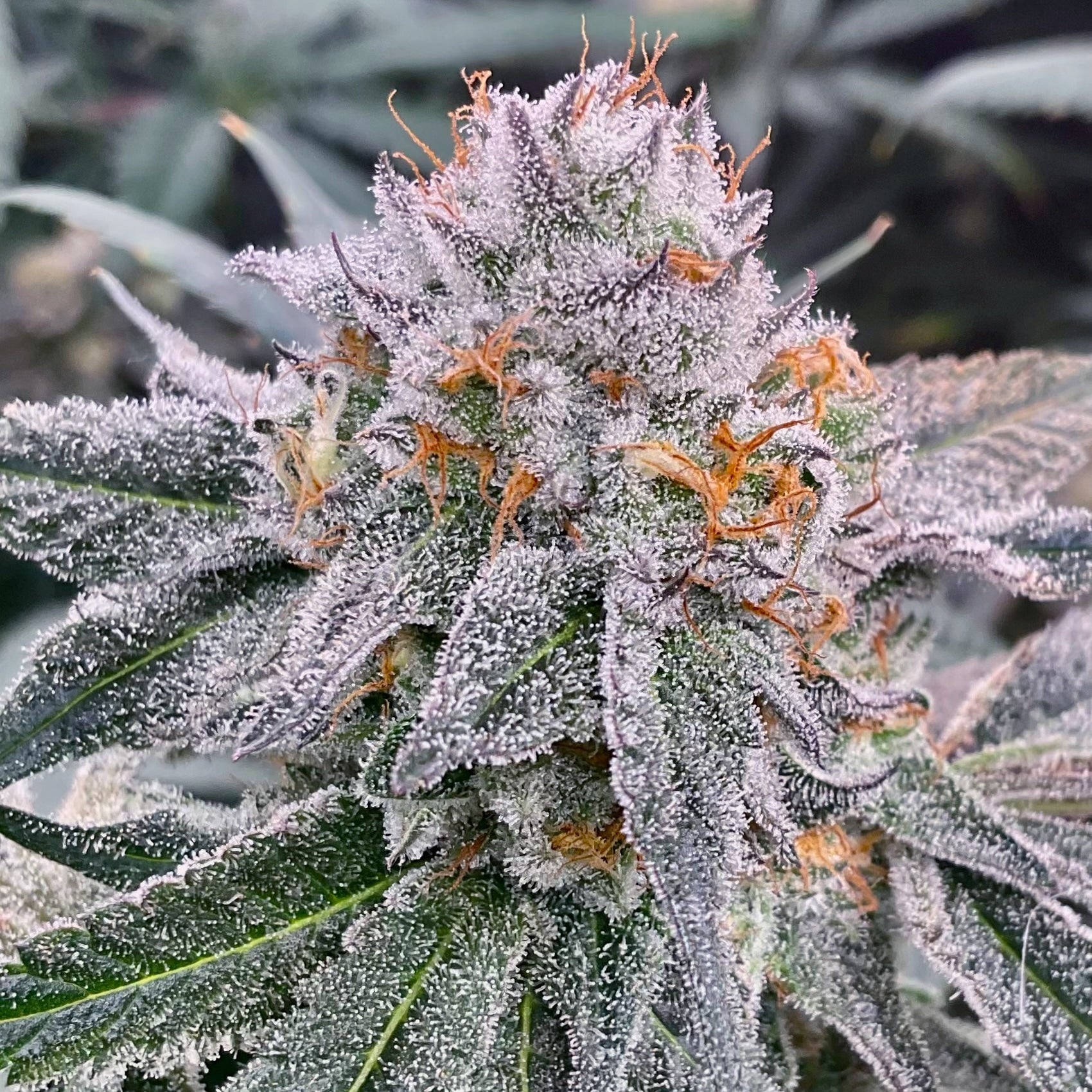 FuelShake - 1522 Genetics- Talee Di Cannabis Ornamentali