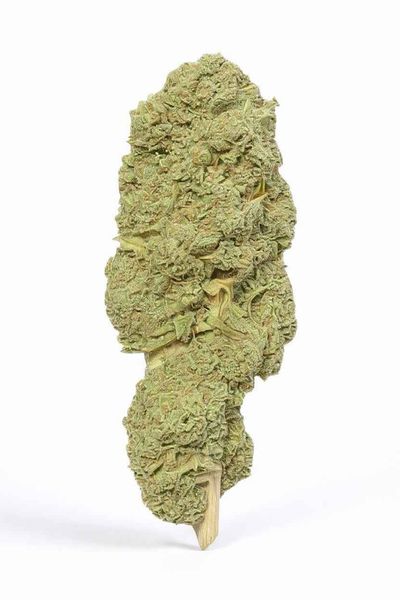 Infiorescenza Pineapple Sugar Cbd - Cannabis Light - Top Outdoor con 12,5% CBD, coltivata all'aperto, aroma fruttato e proprietà rilassanti naturali.