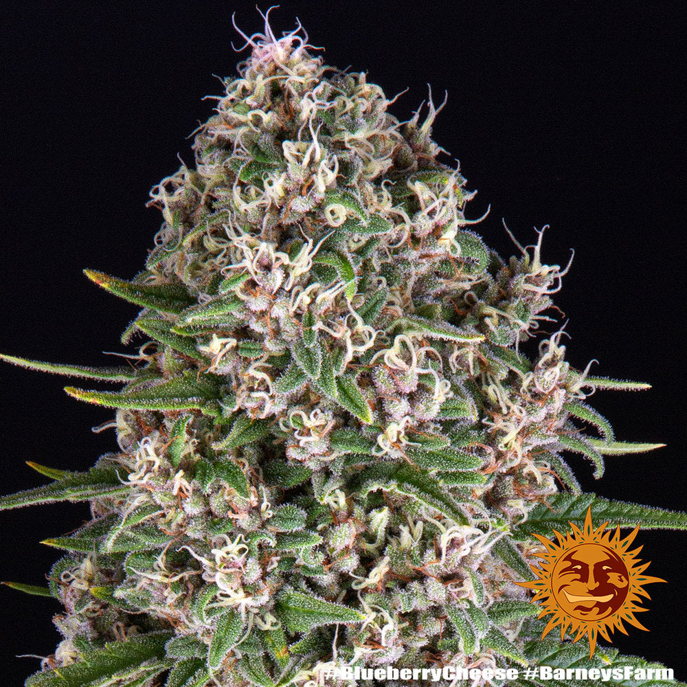 Barney's Farm - Blue Cheese - Semi Di Cannabis Femminizzati