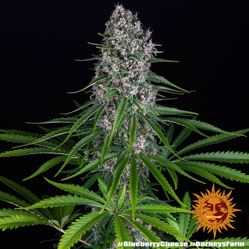 Barney's Farm - Blue Cheese - Semi Di Cannabis Femminizzati