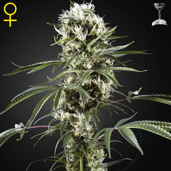 Green House Seeds - Super Lemon Haze - Semi Di Cannabis Autofiorente