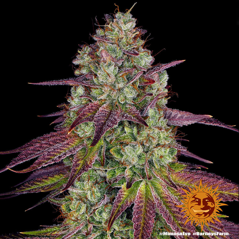 Semi Di Cannabis Femminizzati - Mimosa EVO - Barney's Farm