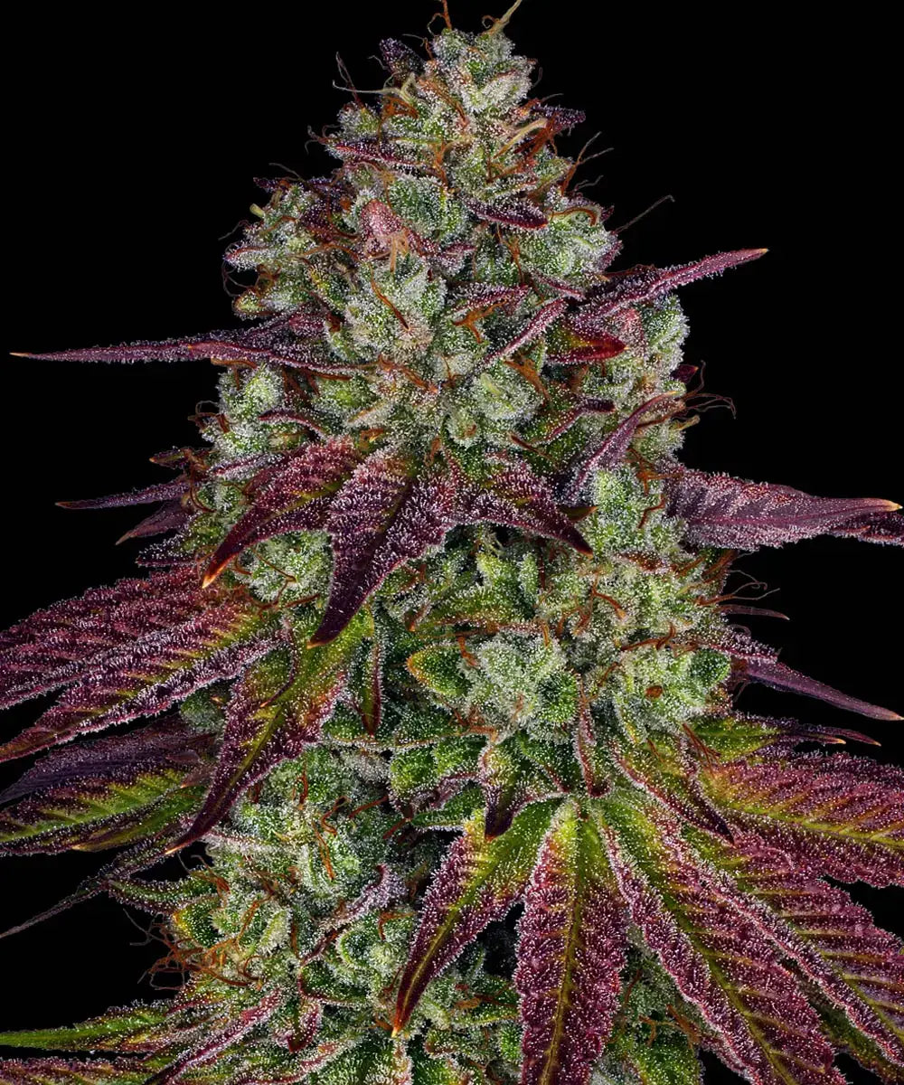Semi Di Cannabis Femminizzati - Mimosa EVO - Barney's Farm